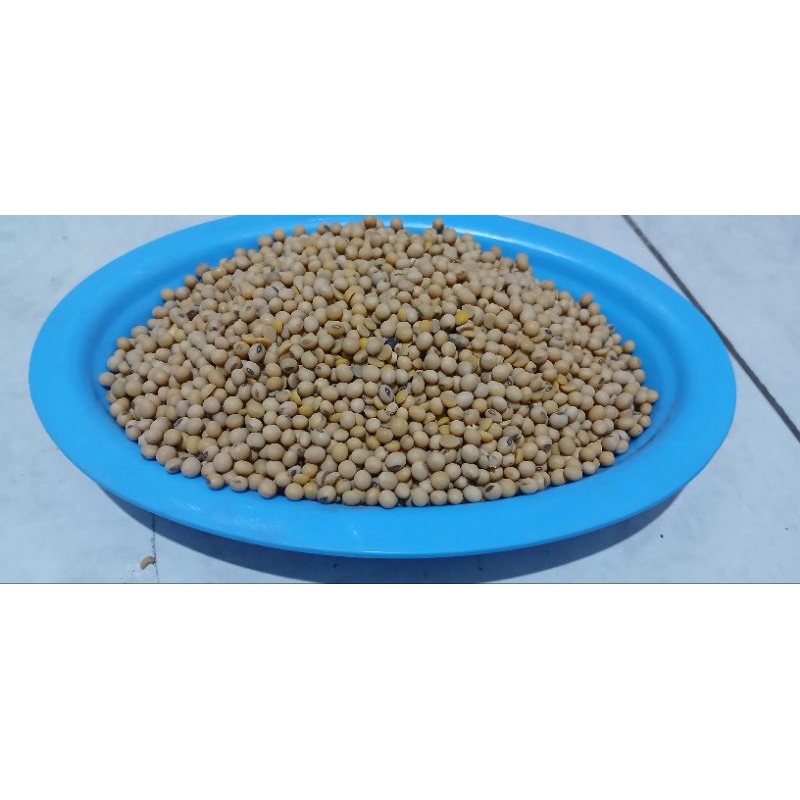 

Kacang Kedelai import