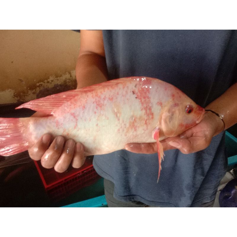 

Ikan nila merah segar (bukan frozen) 500gr / 1kg