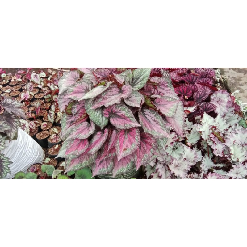 Begonia pink perfect THAILAND.