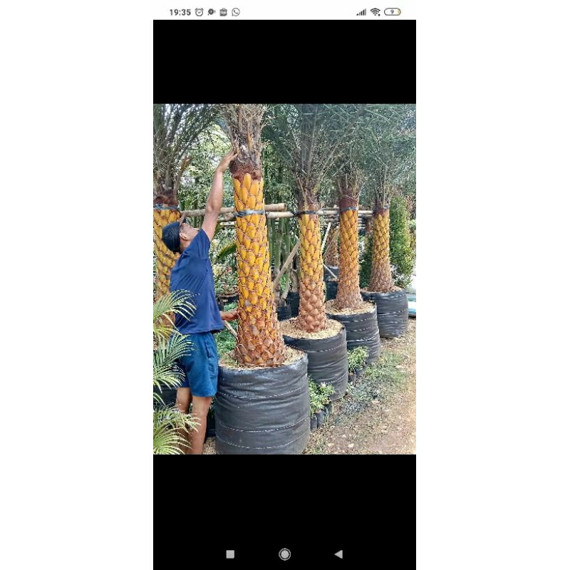 Tanaman hias palm kenari 1,5 meter batang keras - Palm kenari murah