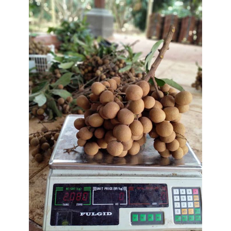 Entres/Cutting kelengkeng KingLong