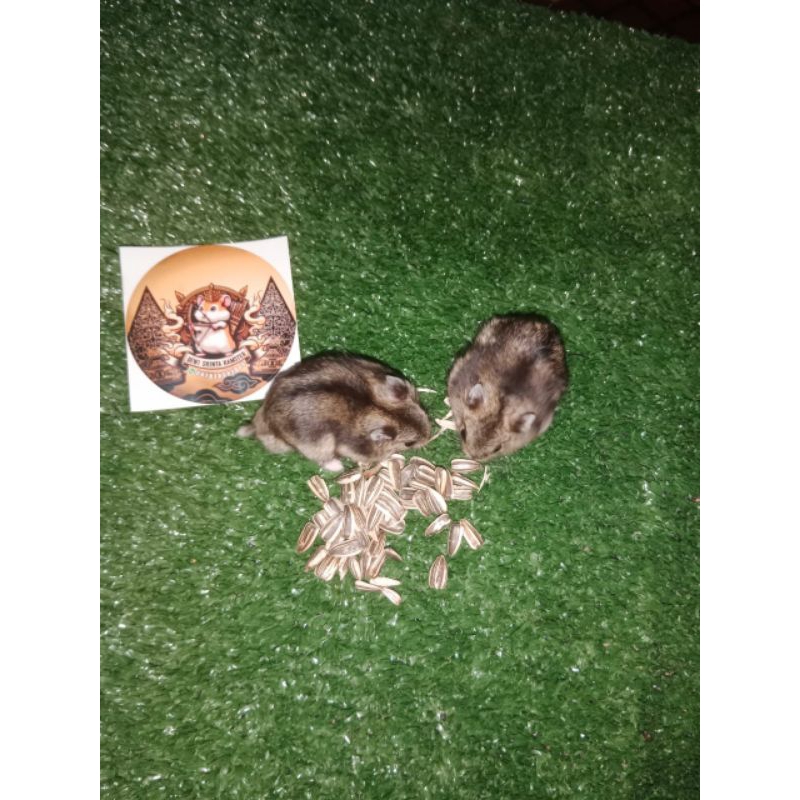 Hamster Winter White Tiger