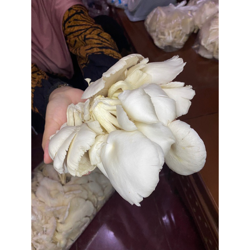 

Jamur tiram fresh premium