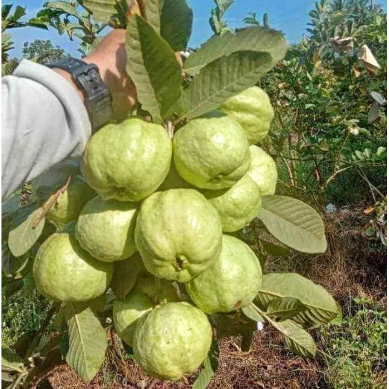 

Jambu Kristal Grade A 1 Kg