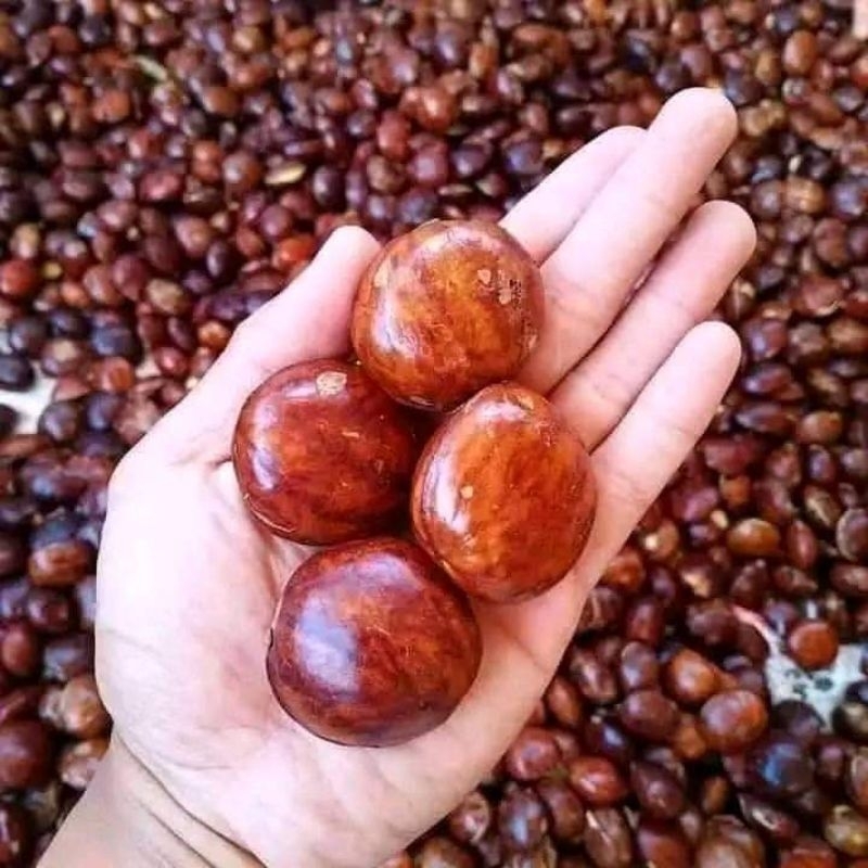 

Jengkol,jring,jengki full tua 1kg