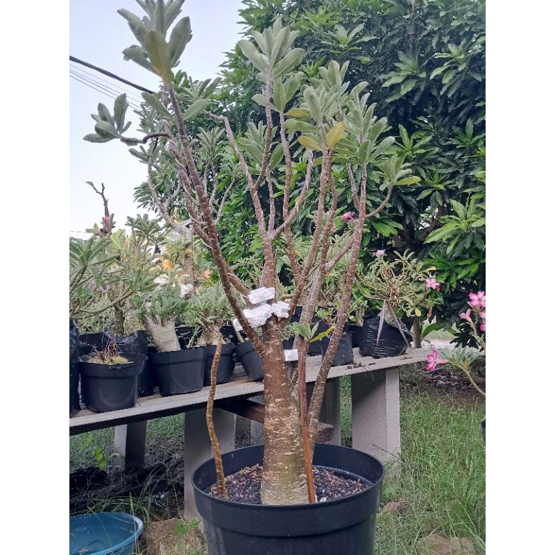 Adenium thaisoco black giant