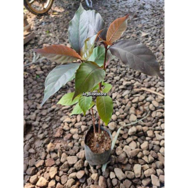 Bibit Tanaman Daun Ungu Herbal | Bibit Daun Ungu Handelem