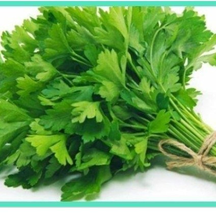 

DAUN SELEDRI SAYURAN FRESH SAYURAN SEGAR