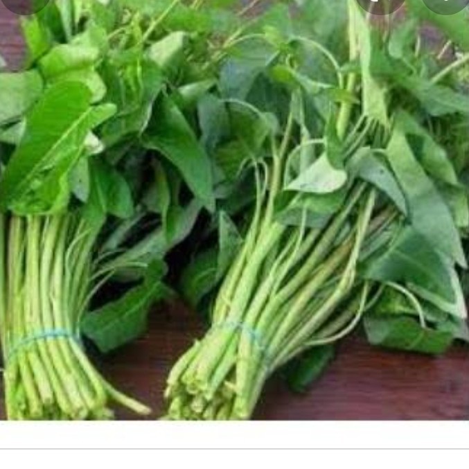 

SAYUR KANGKUNG SAYUR FRESH SAYUR SEGAR