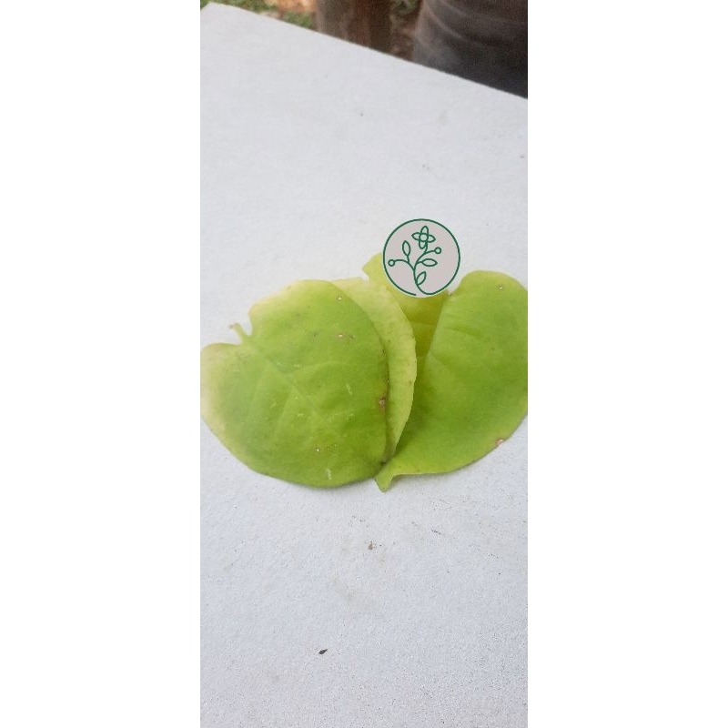 

DAUN BINAHONG SEGAR 500 GR