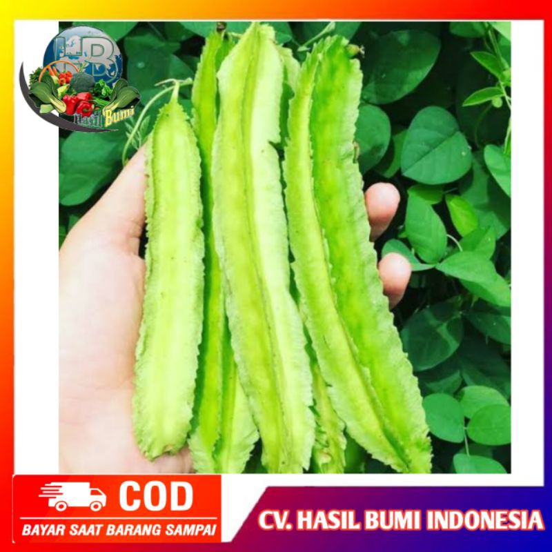 

sayuran cipir segar isi 10buah dipetik dadakan
