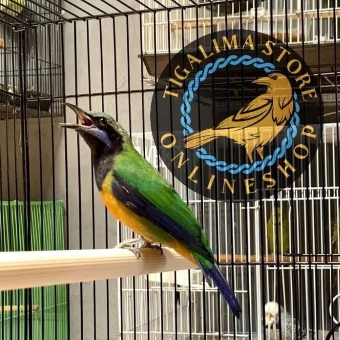 CUCAK CUNGKOK JANTAN BUNYI