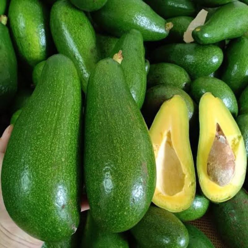 Bibit Buah Alpukat Bo Khong Ten | Alpukat B10 | Alpukat BK10