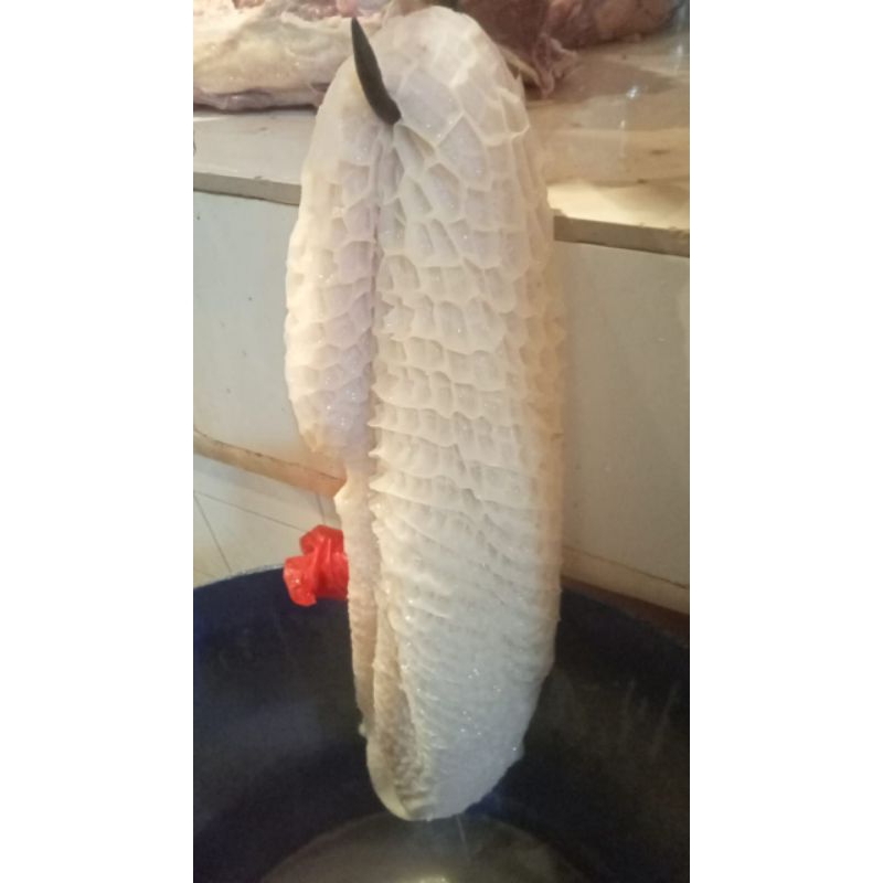 

babat sapi putih/babat awon/babat sapi fresh/babat sapi 1kg