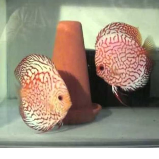 PAIR PROVEN discus red pigeon  size 4,5 inch