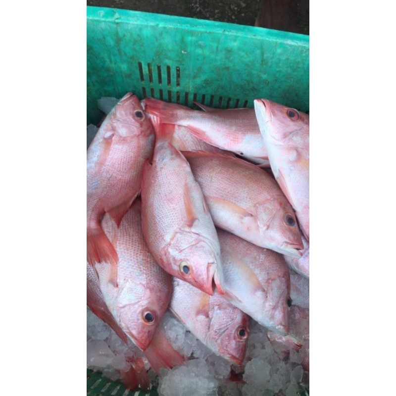 

Ikan bakar laut dan goreng
