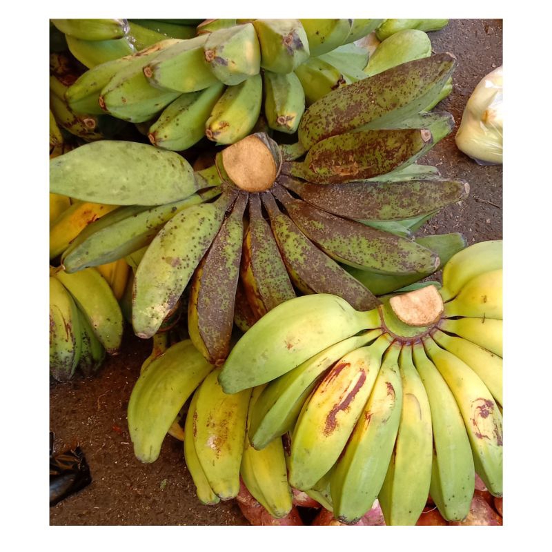 

Pisang Kepok Mentah-Matang 10.000 Pesisir