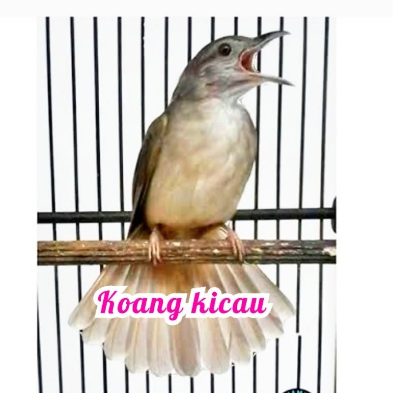 burung cucak jenggot jawa gacor murah siri siri kapas tembak katem