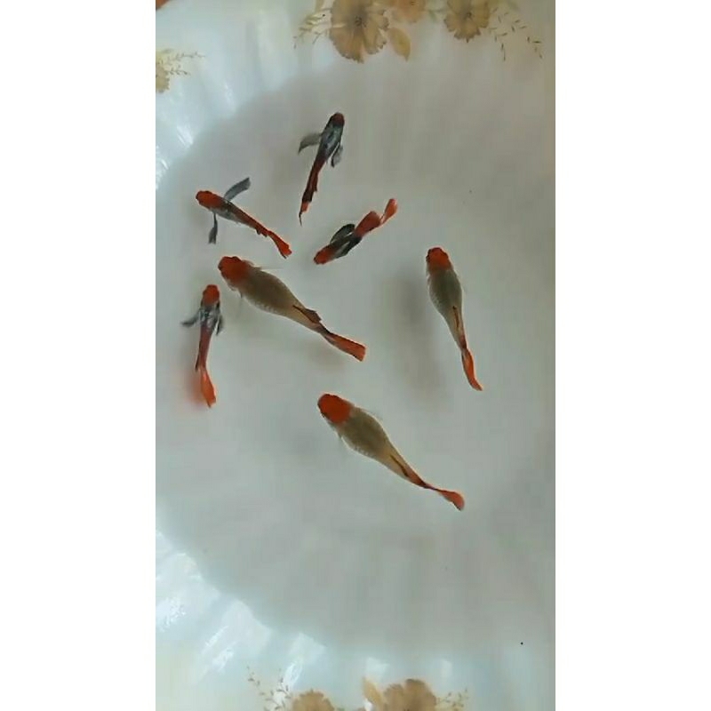 Pakan Guppy PRTDE Koi..