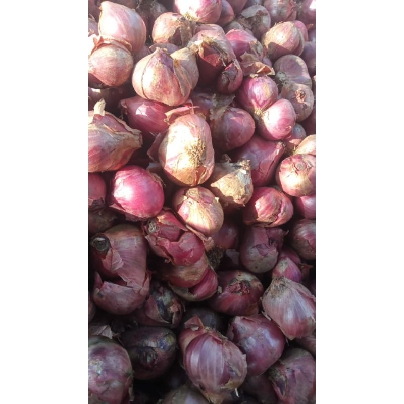 

bawang merah super darek