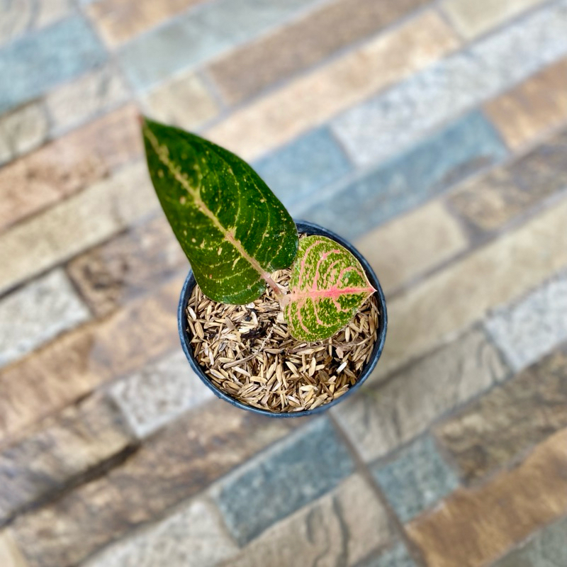 Aglaonema Kendedes