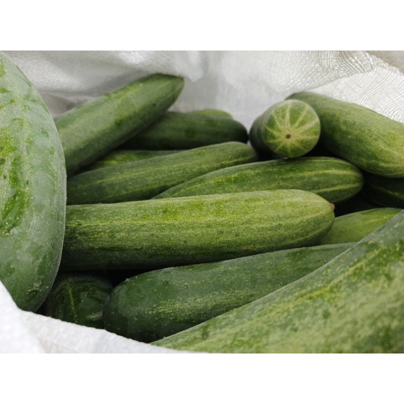 

Timun Murah Segar 1Kg