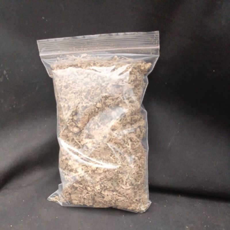 MEDIA TANAM MOS UNTUK ANGGREK BULAN