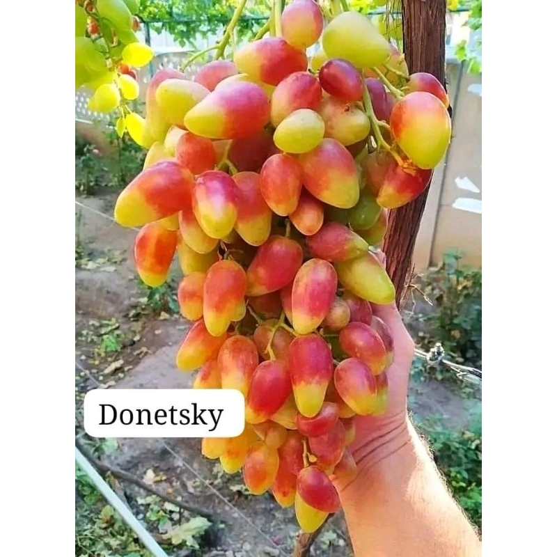 bibit anggur donetsky import stek batang