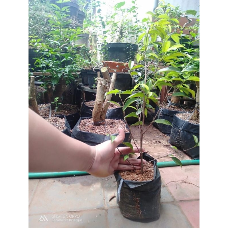 Bibit beringin/ficus benjamina cangkok