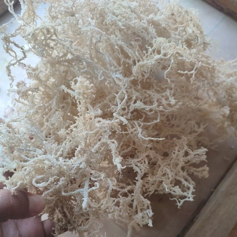 

Rumput Laut Siap Olah (SPINOSUM) Kering Kawat