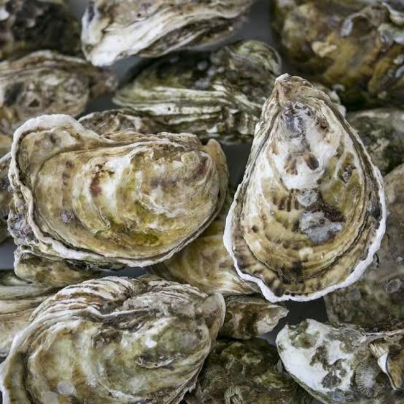 

Kerang Oyster 1kg seafood fresh po +1