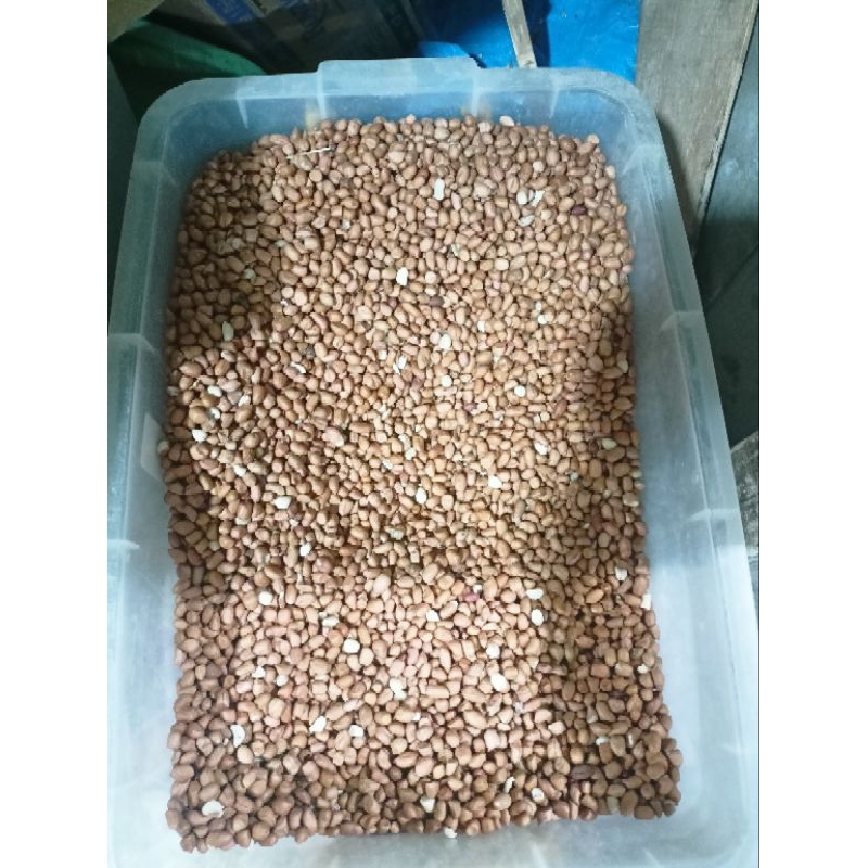 

Kacang Tanah Murah - 100% Asli