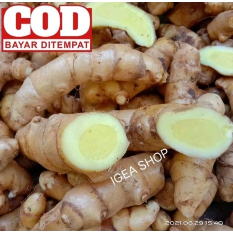 

temu mangga segar - kunyit mangga segar obat tradisonal 1kg