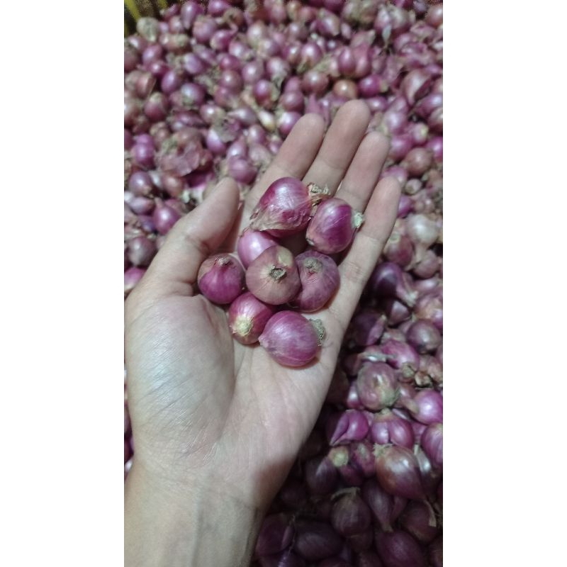 

Bawang merah tanggung kecil