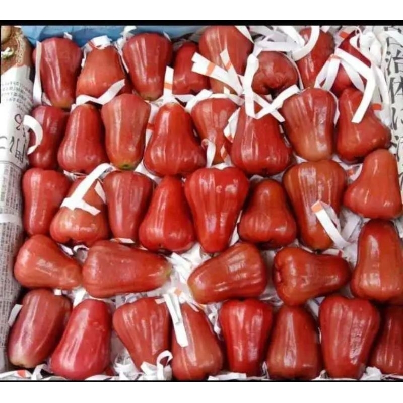 

JAMBU AIR CITRA PURBALINGGA GRADE A 500 GRAM SEGAR MANIS