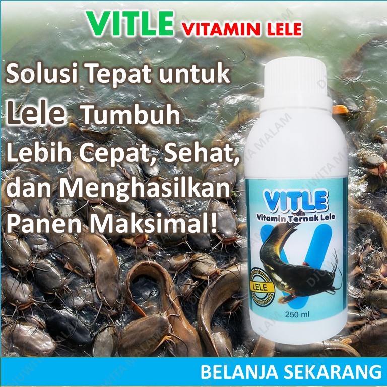 Vitamin ikan lele cepat besar / vitamin pembesar ikan lele / vitamin nafsu makan ikan lele / Vitamin