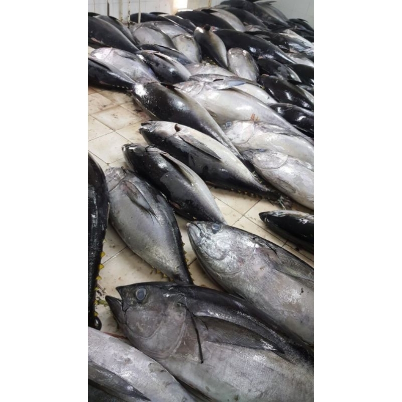 

ikan tongkol sisik/tuna segar