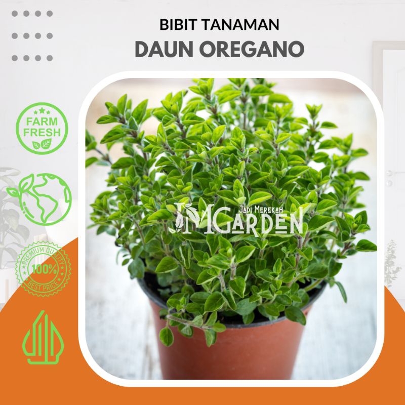 [JM_Garden] Tanaman Oregano / Tanaman Rempah Oregano