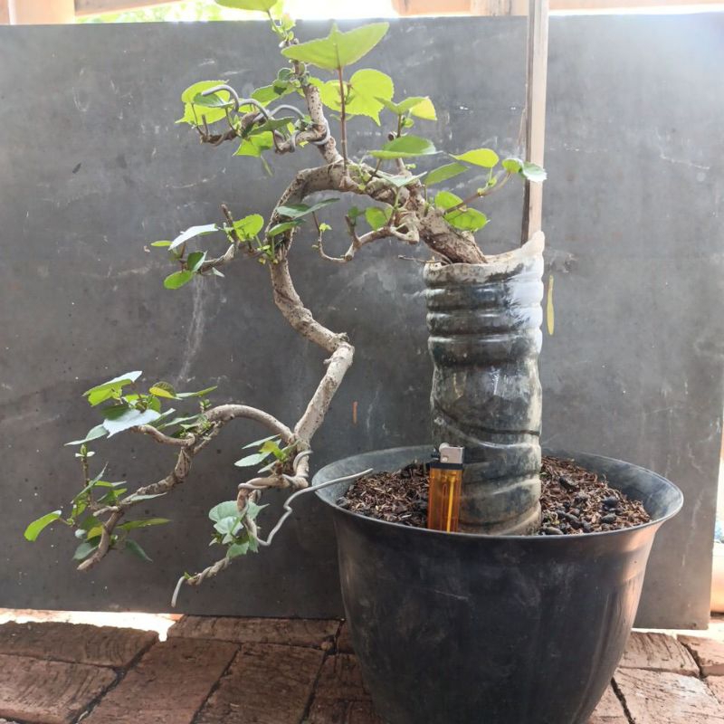 bonsai waru taiwan