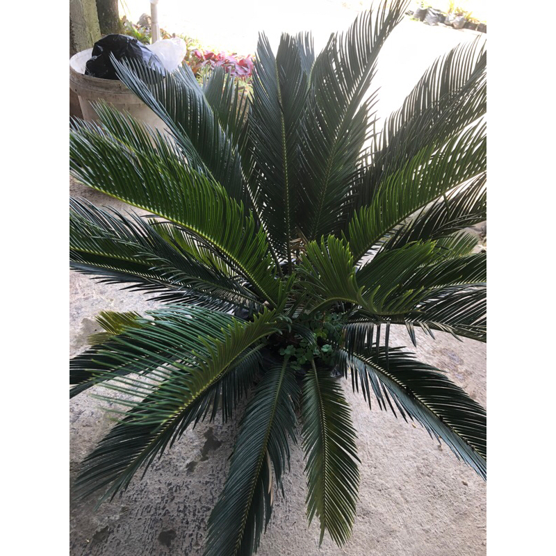 palm sikas