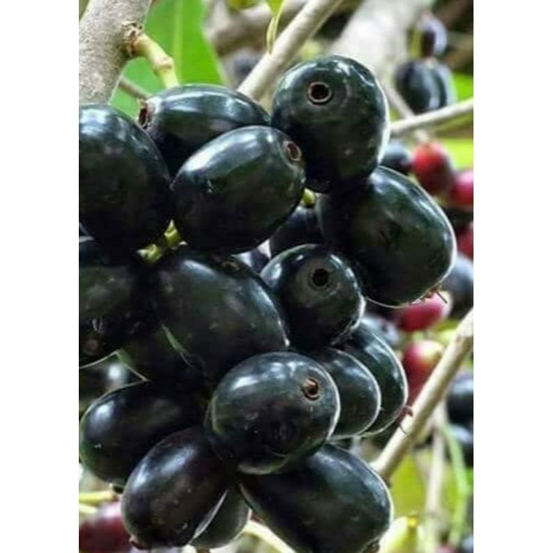 

Buah Jamblang/Duwet