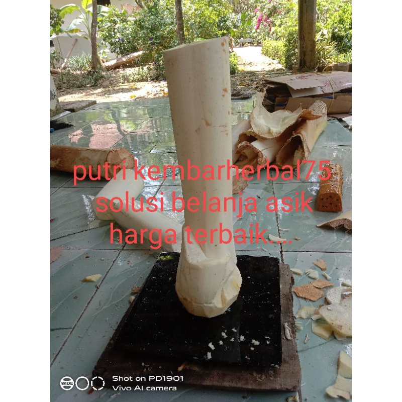 

humbut kelapa muda fresh 3 kg