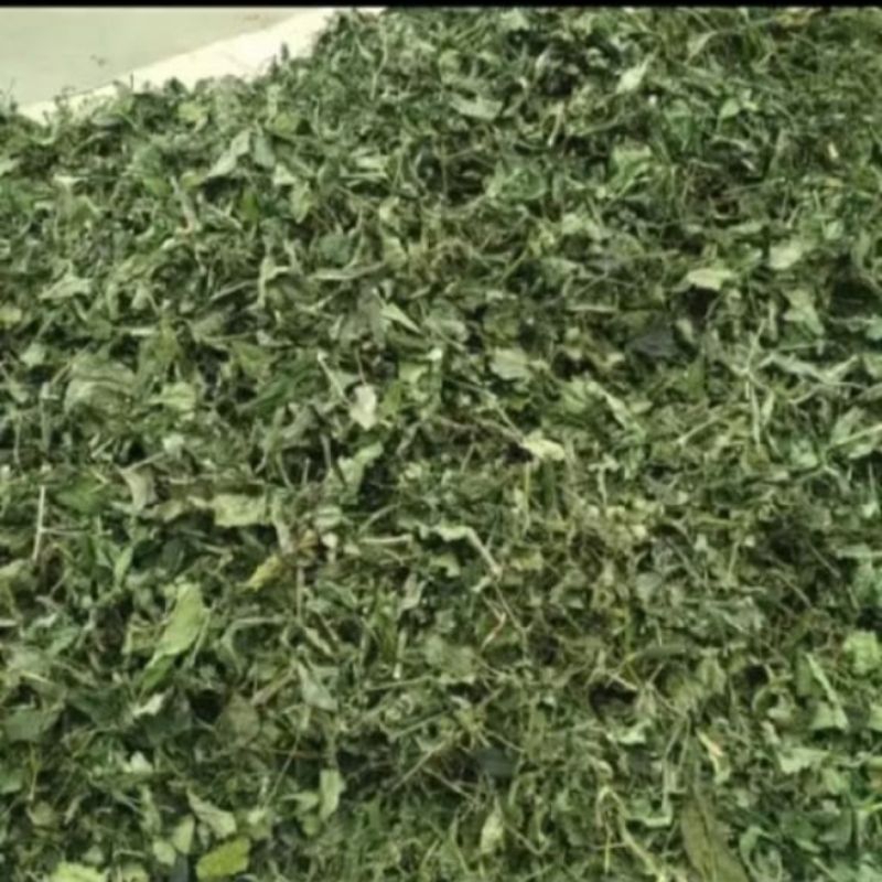 

Daun Sambiloto Kering Fresh & Segar/Jamu Tradisional/Sipahit yang Menyehatkan 1kg