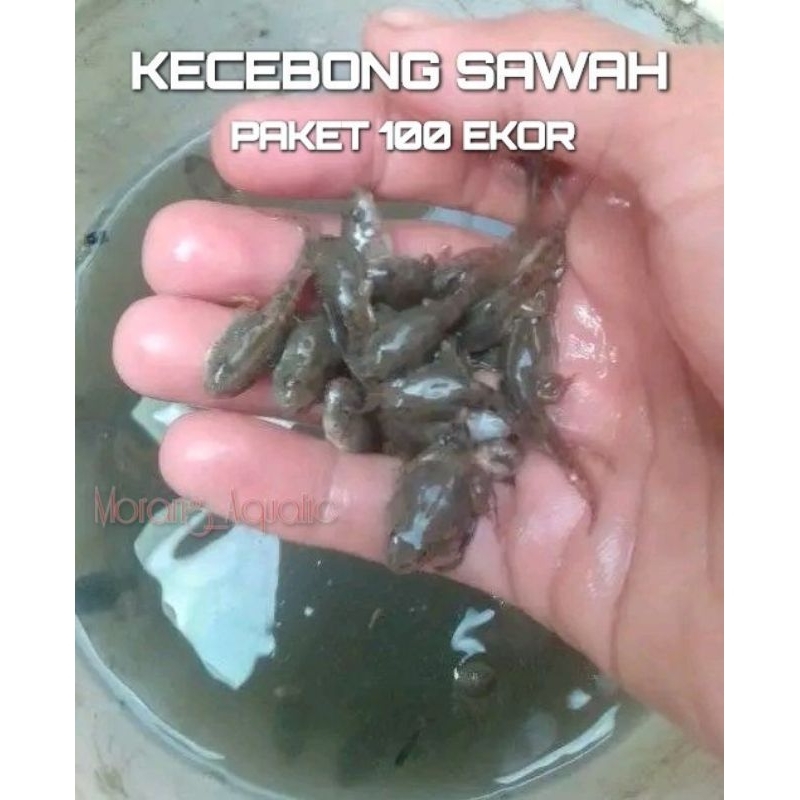 Kecebong Sawah Paket 100 Pcs Umpan Galatama Lele Bawal Pakan Ikan Predator