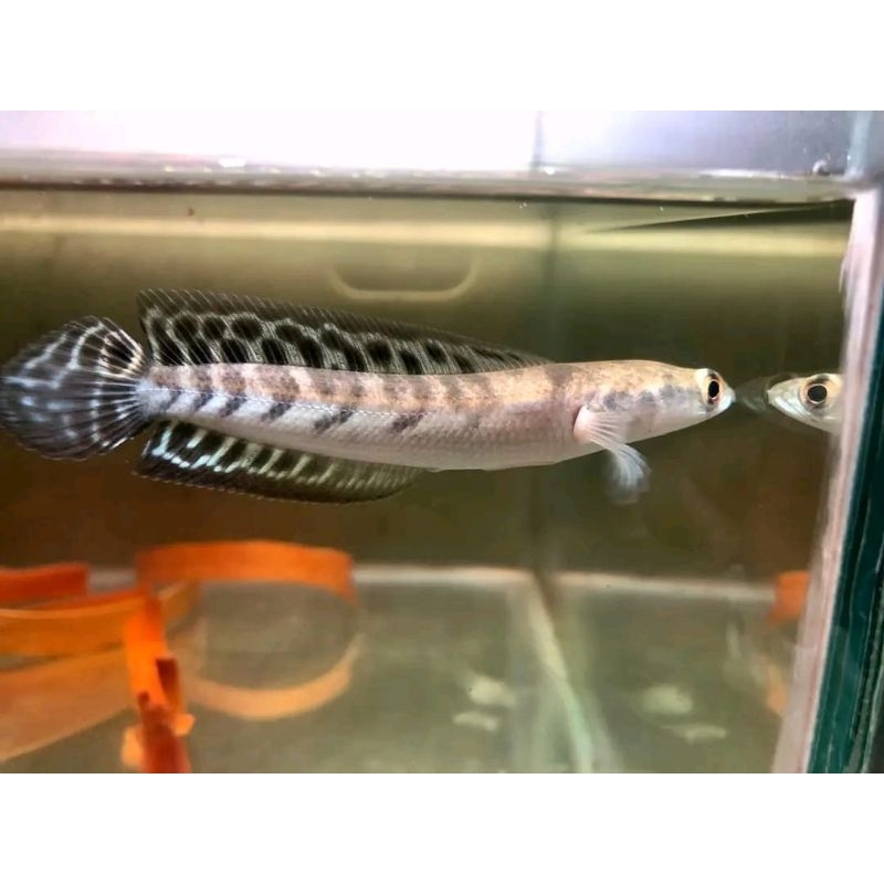 

garansi !! ys LABEL BATIK yellow sentarum