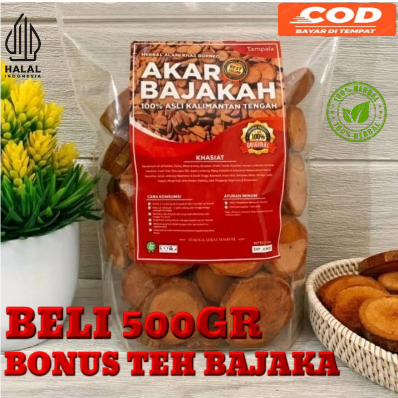 

[TERLARIS] 500Kg Akar Kayu BAJAKAH TAMPALA MERAH Siap Seduh Obat Tumor dan Kanker (100% ORIGINAL) Asli Kalimantan - BONUS TEH BAJAKAH