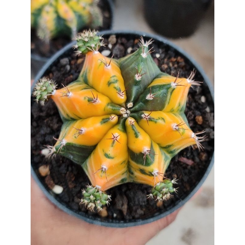 kaktus miha orange indukan big size gendong anak pot 10cm