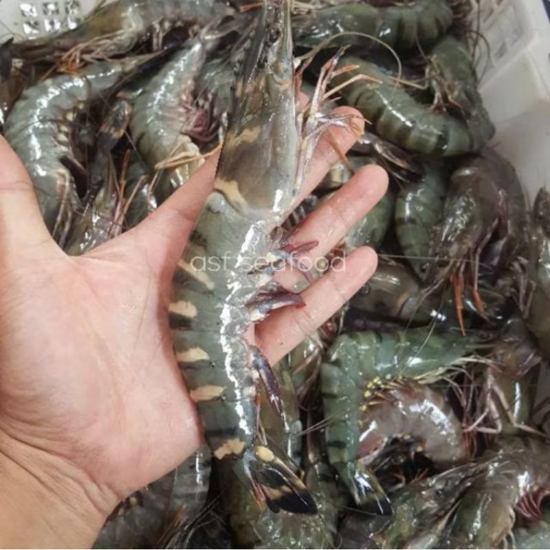 

udang kualitas impor great B 500gr