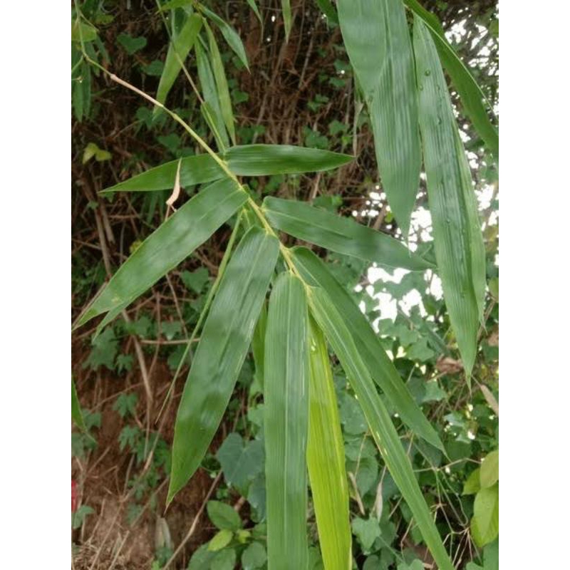 

Daun Bambu Segar (100lembar)