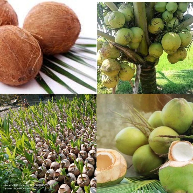 Kelapa Kelapa Tanaman Kelapa Hibrida  , Tanaman Kelapa Hibrida Hijau